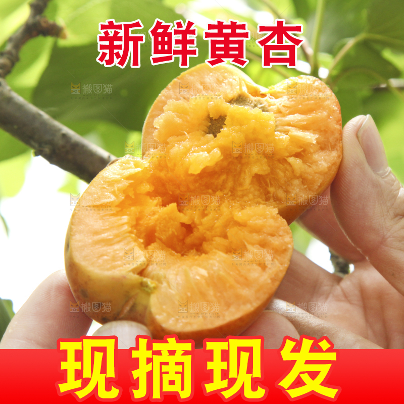 手拿着掰开的黄杏
