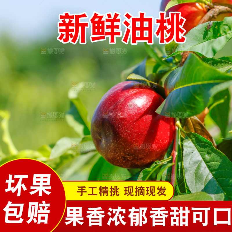 树枝上的红皮油桃
