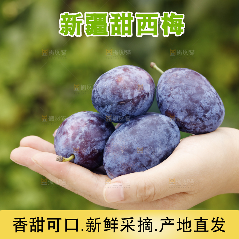 手上放着新疆大西梅