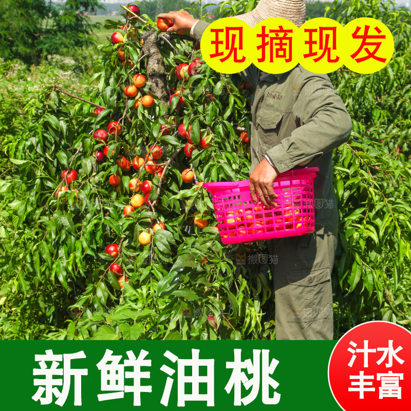 农民正在采摘黄心油桃