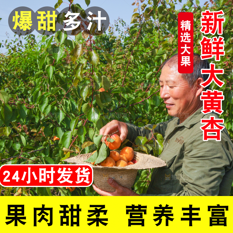 果农拿着采摘的黄杏