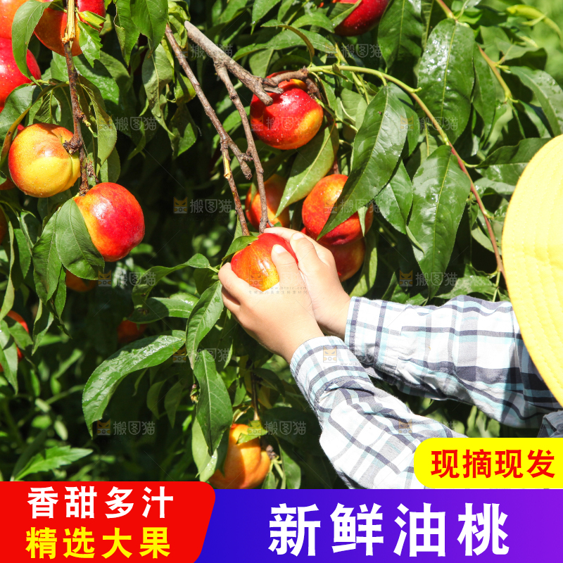 小孩正在采摘油桃