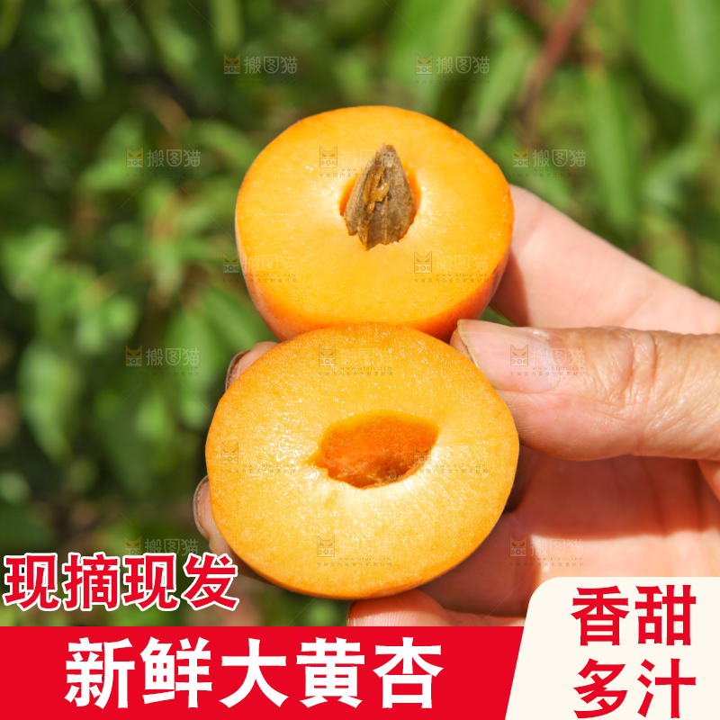 手里拿着切开的黄杏