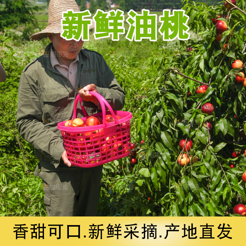 农民正在采摘油桃