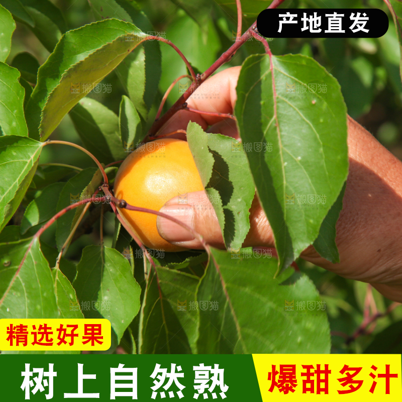 采摘大黄杏