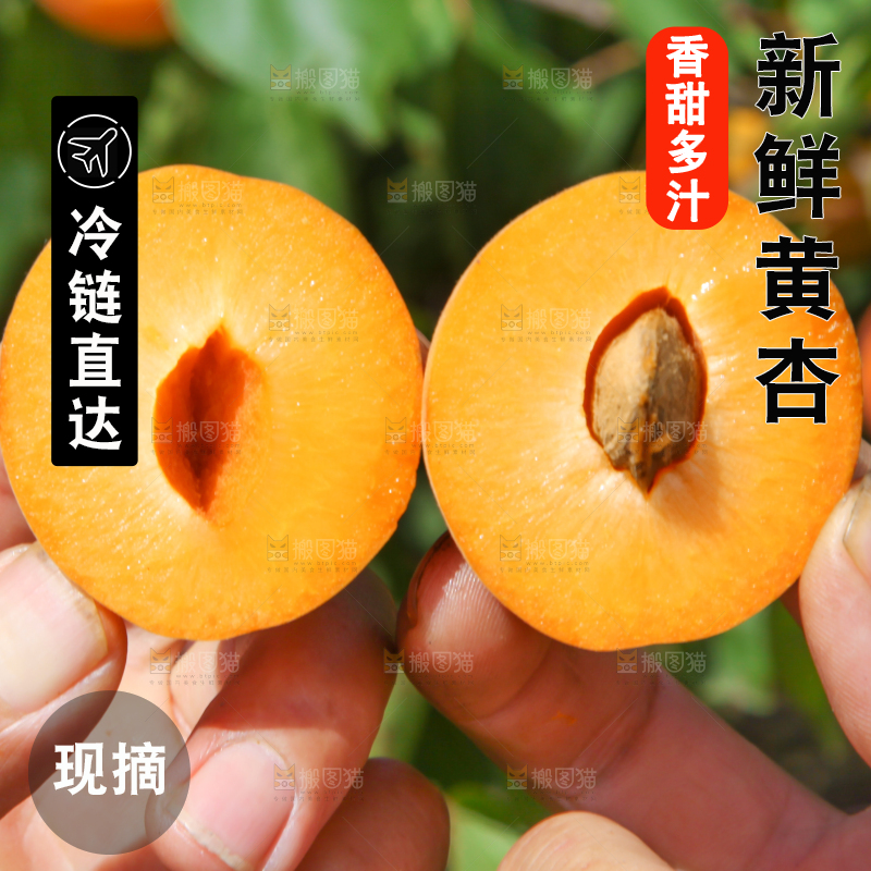 手里拿着切开的黄杏