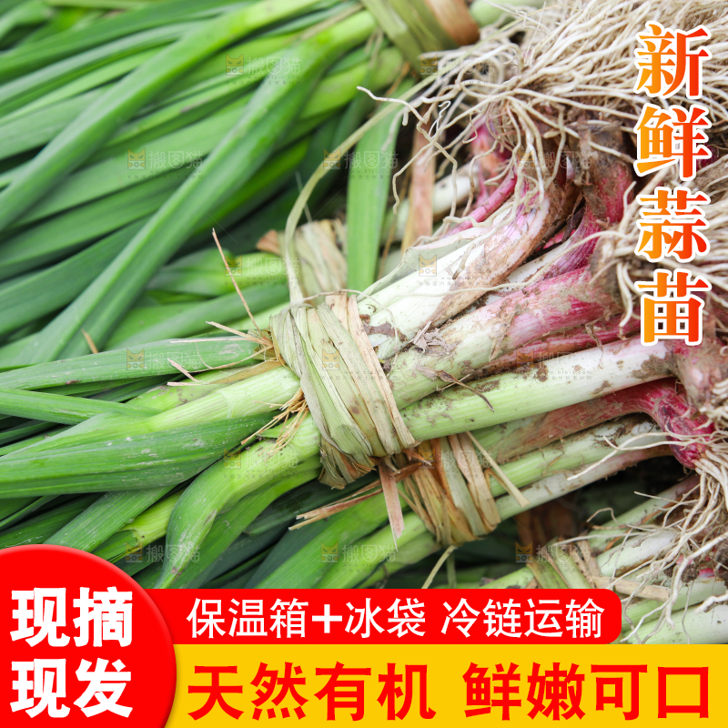 新鲜蒜苗纹理