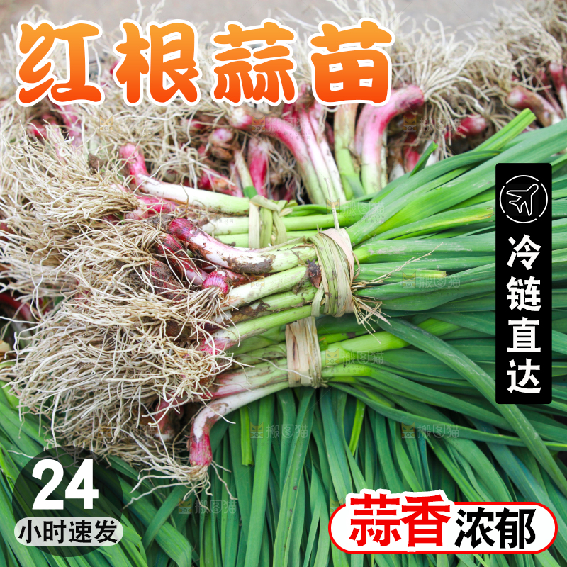 堆放着现挖蒜苗