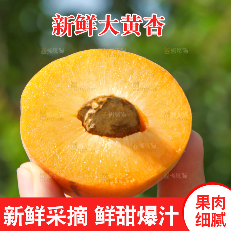 手里拿着切开的黄杏