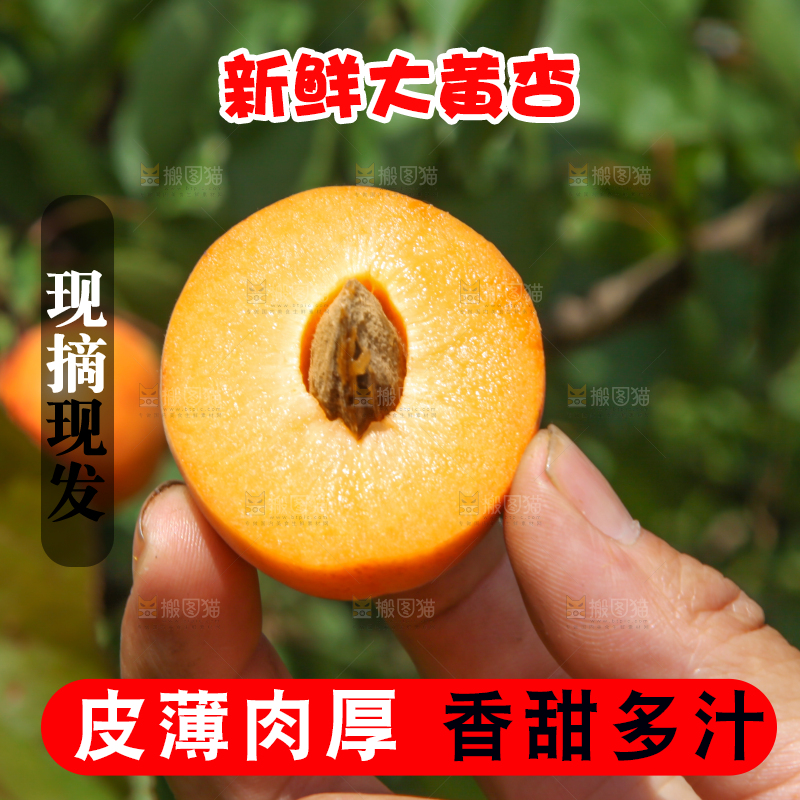 手里拿着切开的黄杏