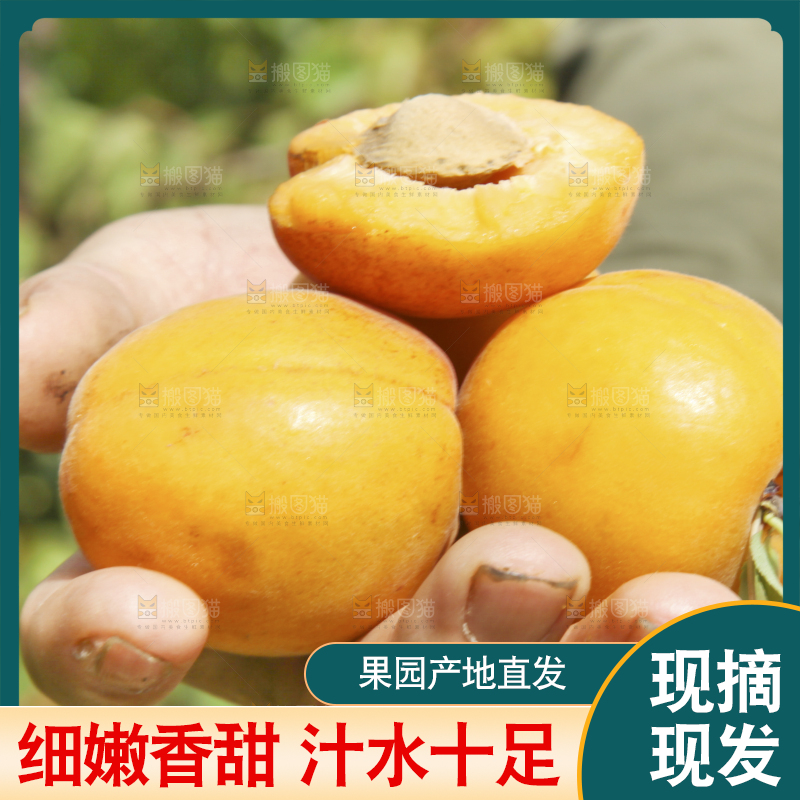 手拿着大黄杏