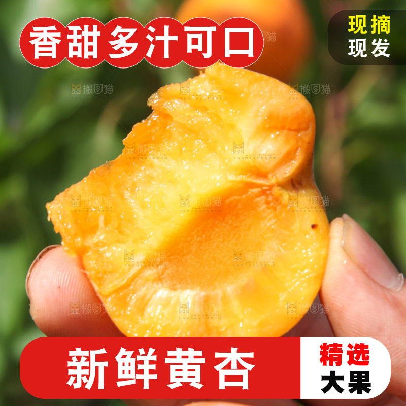 手拿着掰开的山东大黄杏