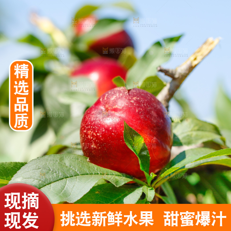 树枝上的红皮油桃