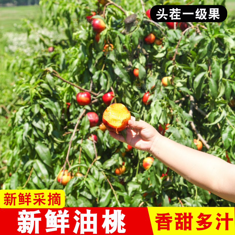 手拿着新鲜黄肉油桃
