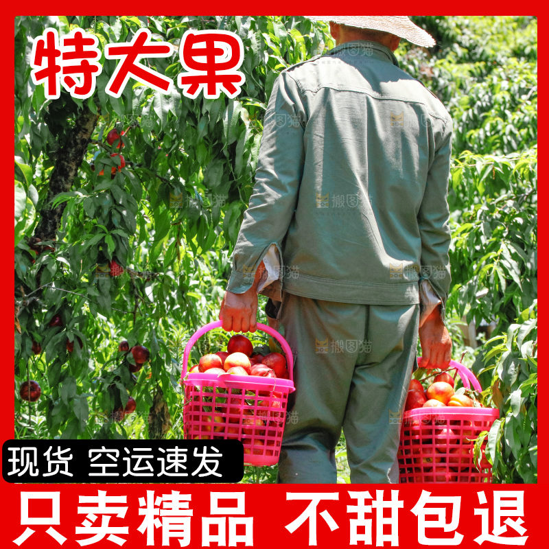 农民提着现摘的油桃