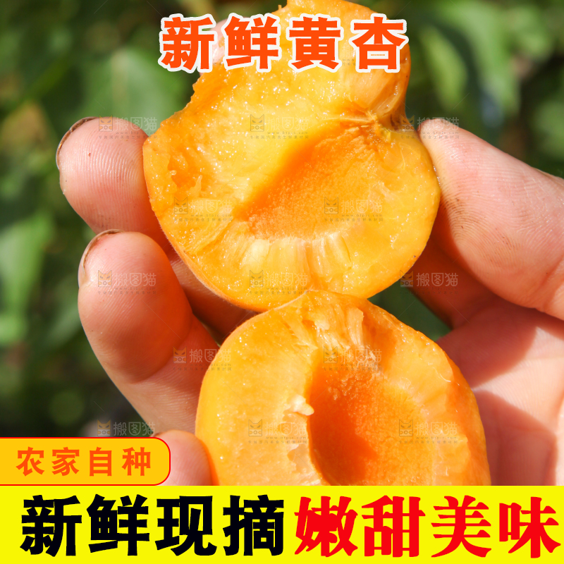 手拿着掰开的山东大黄杏