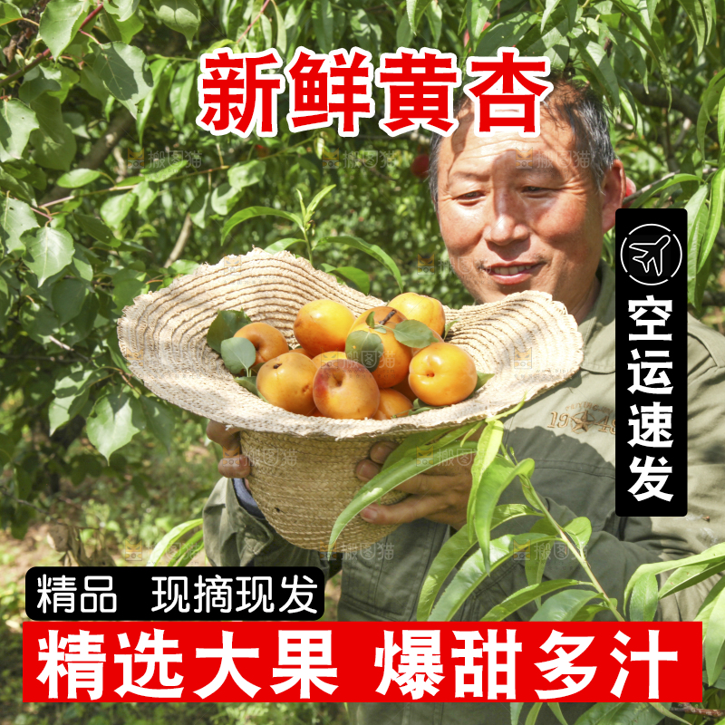 果农手里拿着黄杏