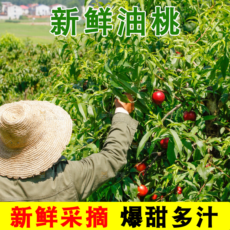 农民正在采摘油桃