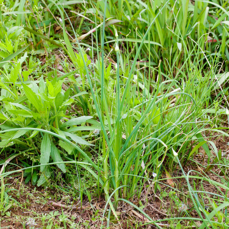 地里的新鲜野葱