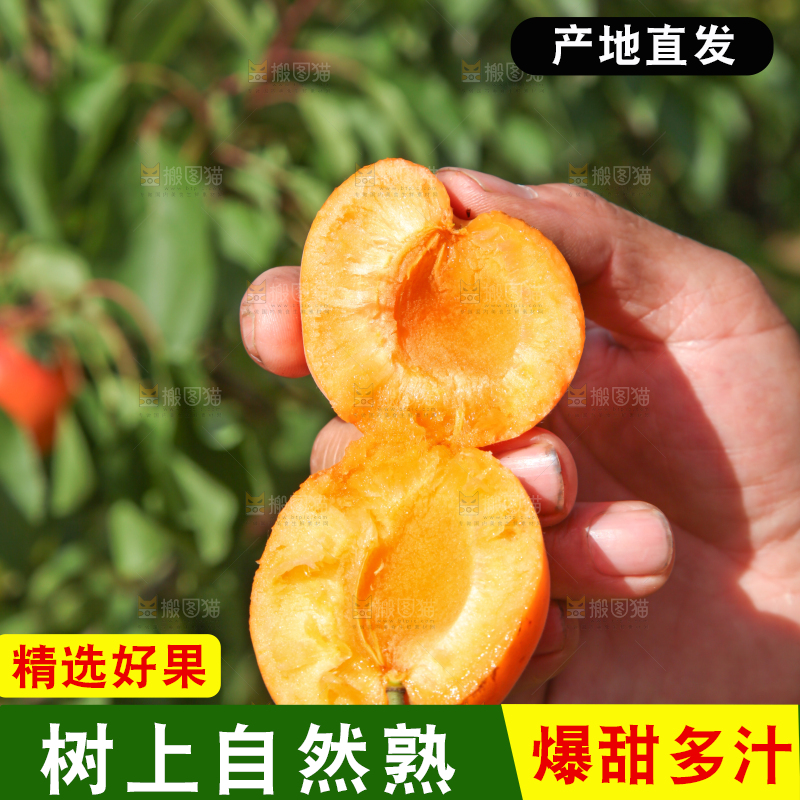 手拿着掰开的黄杏