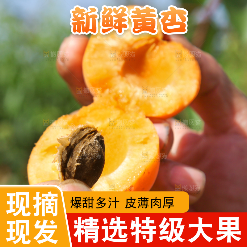 手拿着掰开的黄杏