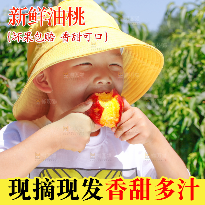 小孩正吃着黄心油桃
