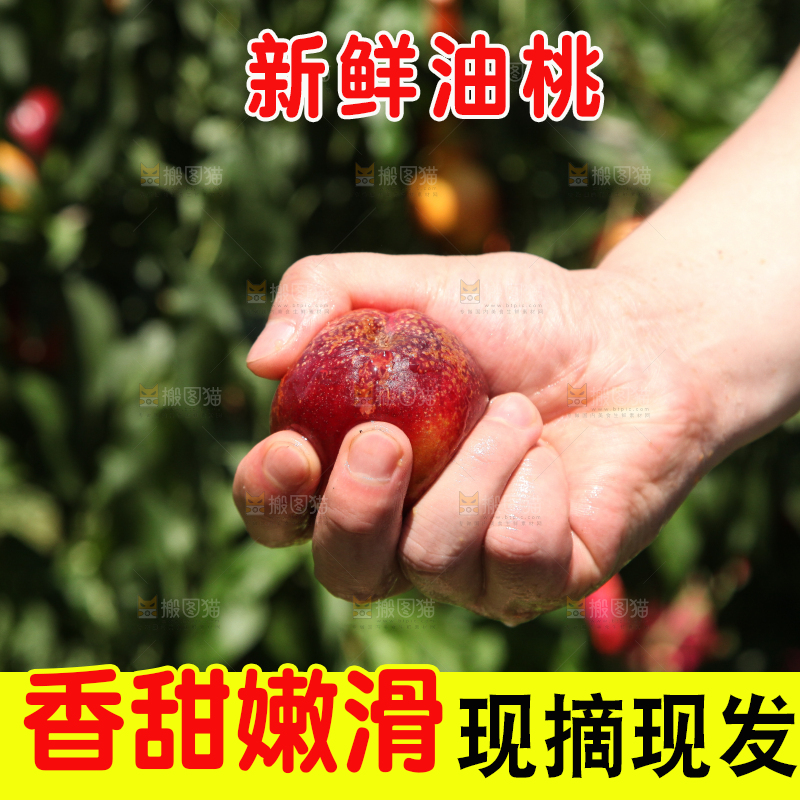 手里爆汁的油桃