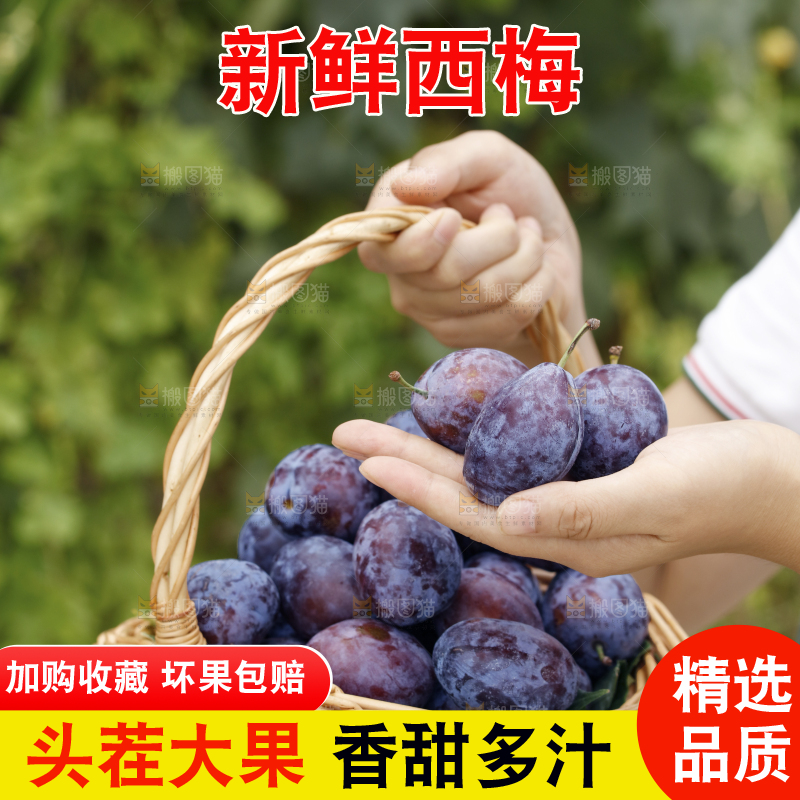 手上放着新疆大西梅