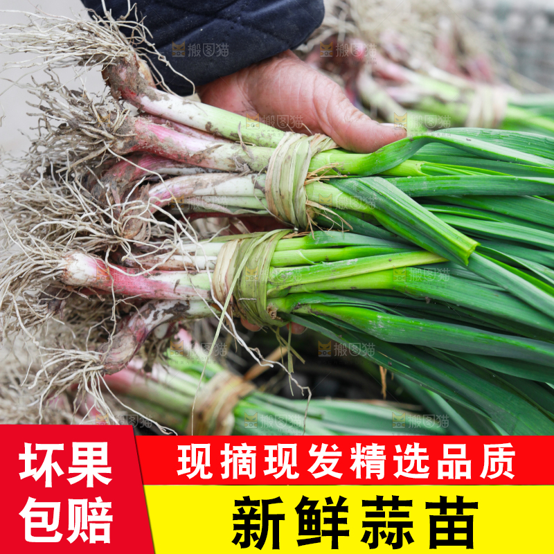 手拿着大蒜苗