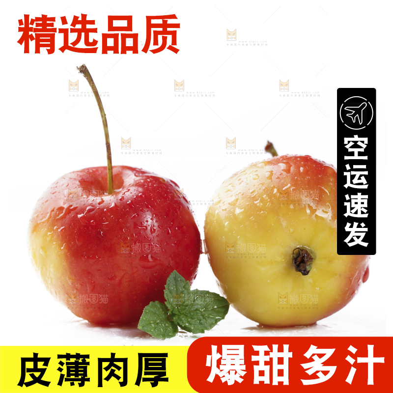 白底上的东北海棠果