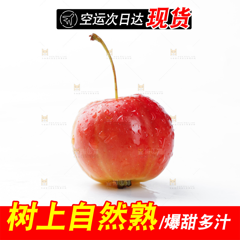 白底上的东北海棠果
