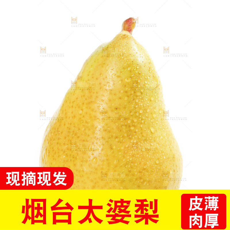 白底上的烟台太婆梨