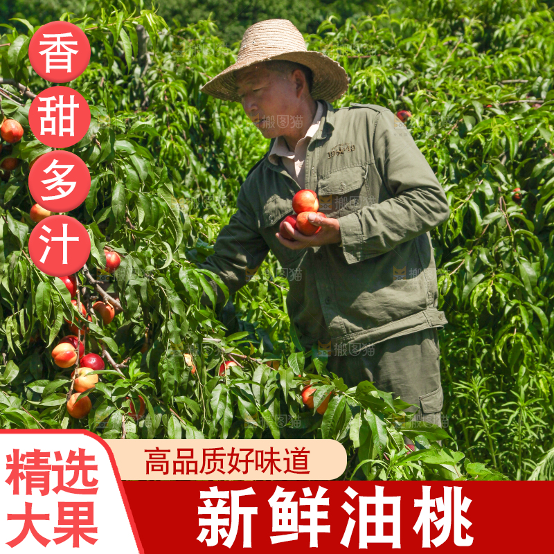 农民正在采摘油桃
