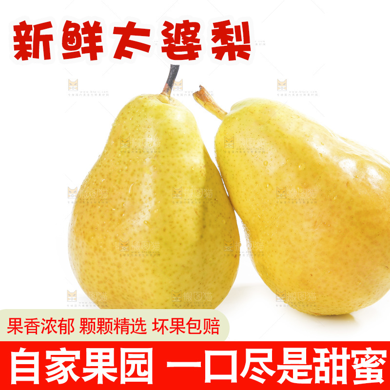 白底上的烟台太婆梨