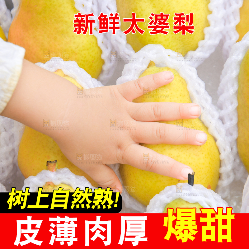 手拿着箱子里的太婆梨