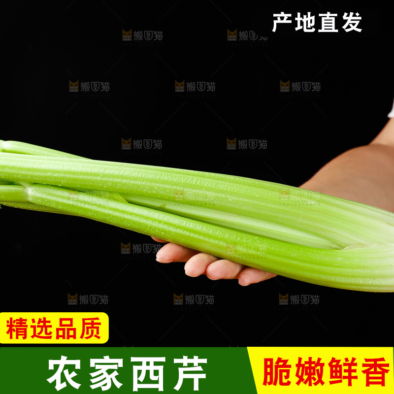 手里拿着山东大西芹
