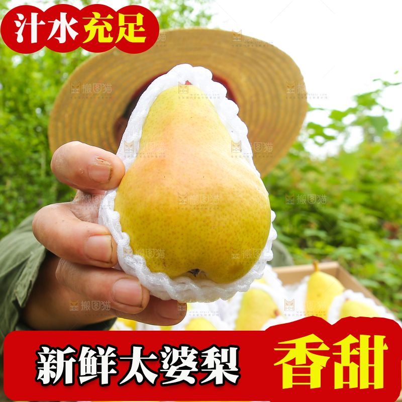 农民手里拿着太婆梨