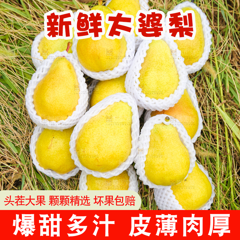 草地上堆放着新鲜太婆梨