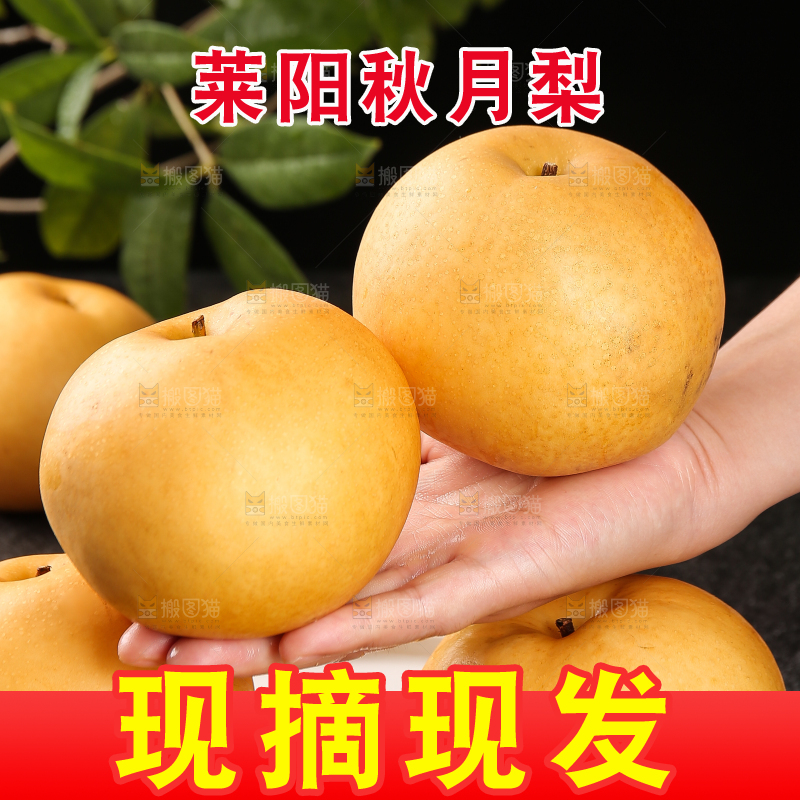 手里放着新鲜秋月梨