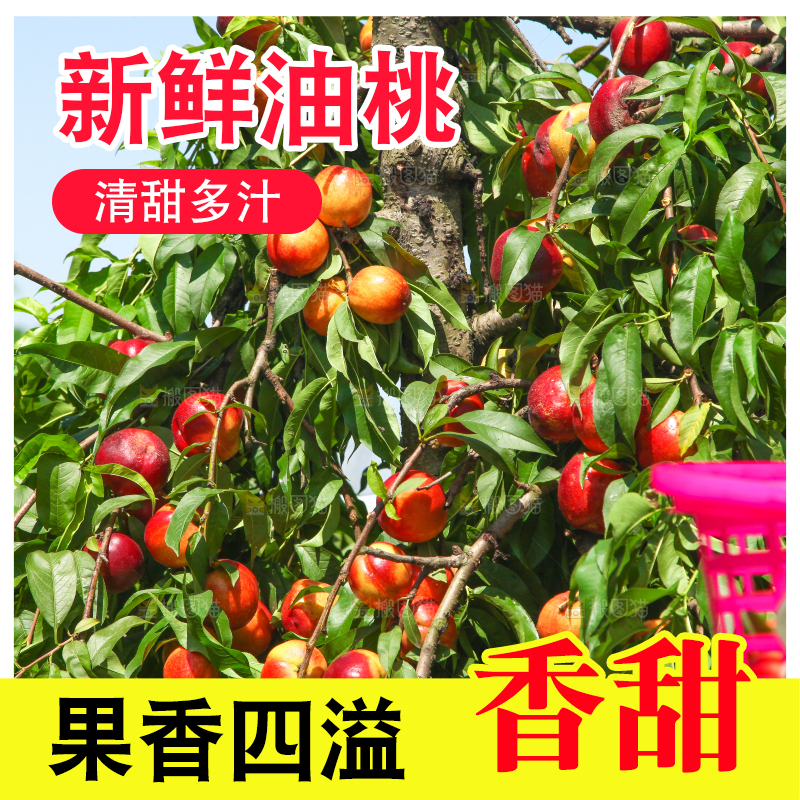 树上的黄心油桃