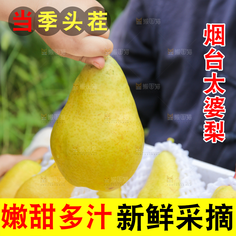 手里拿着烟台太婆梨