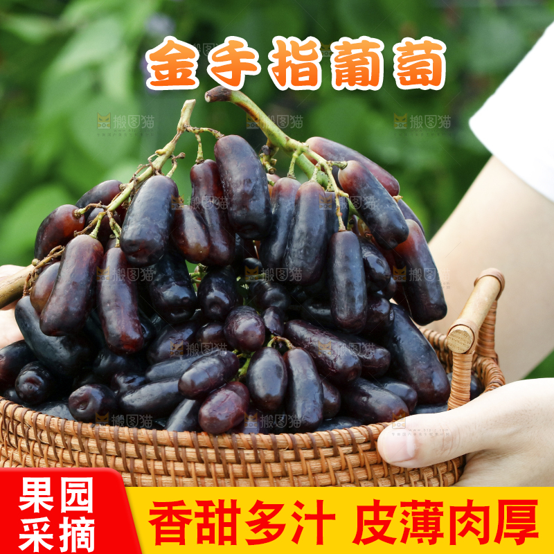 手里端着一篮蓝宝石葡萄
