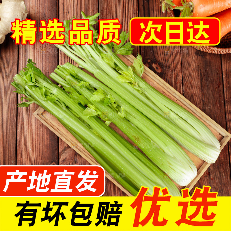 木盘里的山东大西芹