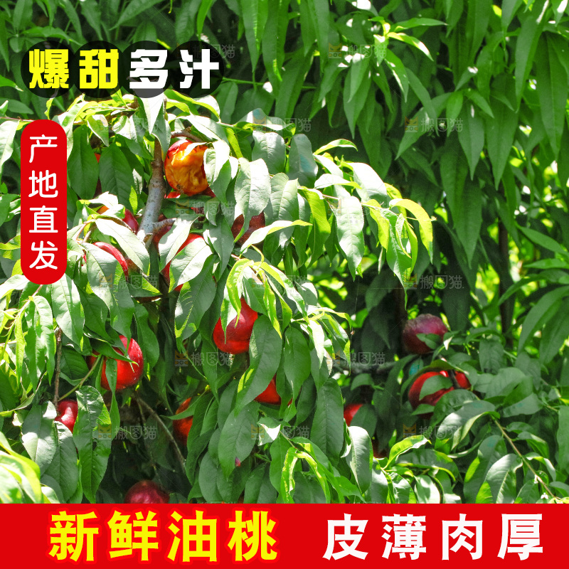 桃树上的黄心油桃