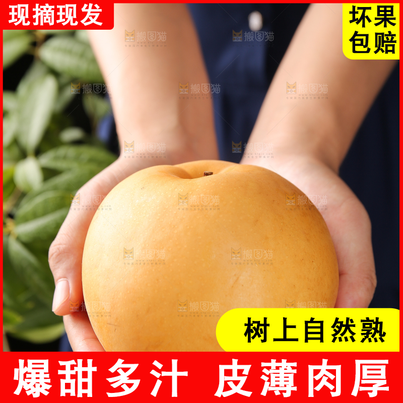 手里放着新鲜秋月梨