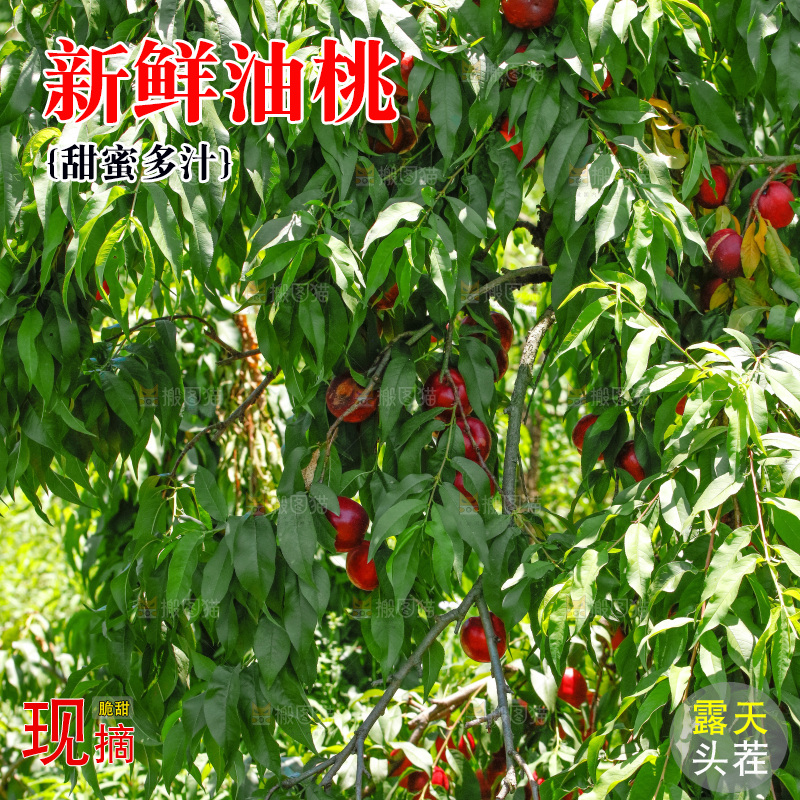 桃树上的黄心油桃