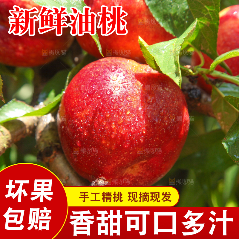 树枝上的油桃