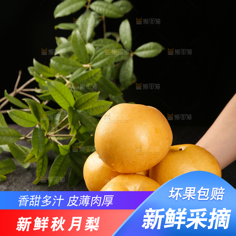 手上放着新鲜秋月梨