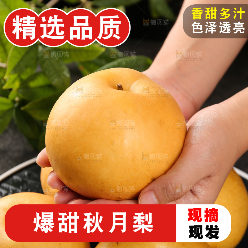 手里放着新鲜秋月梨