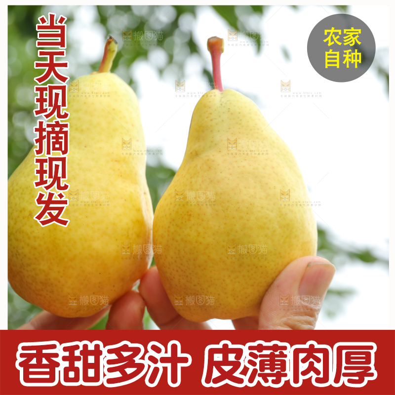 手里拿着新鲜太婆梨